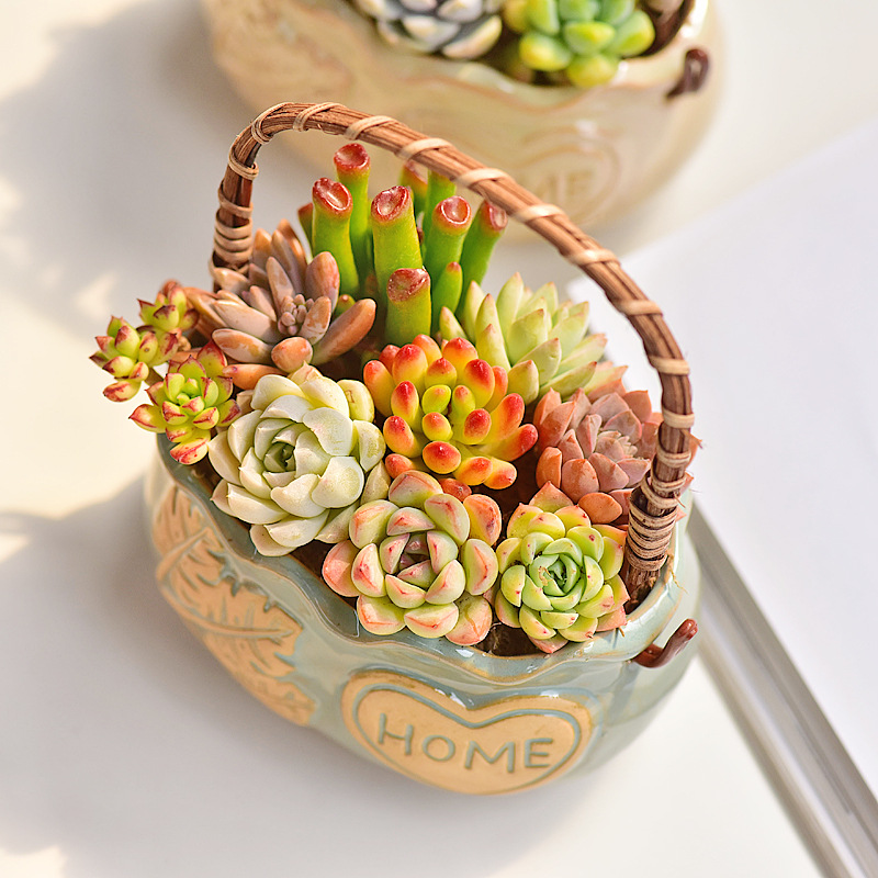 Nordic Style Ceramic Basket Su - Snake Plant Ceramic review and price