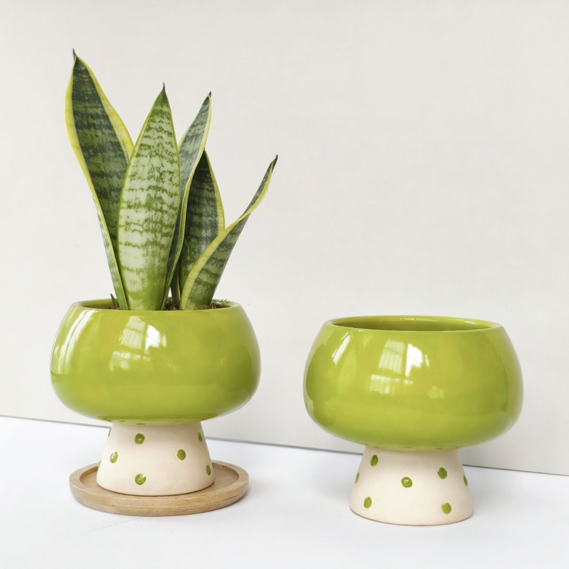 Stylish Minimalist Ceramic Flo - Snake Plant Ceramic review and price