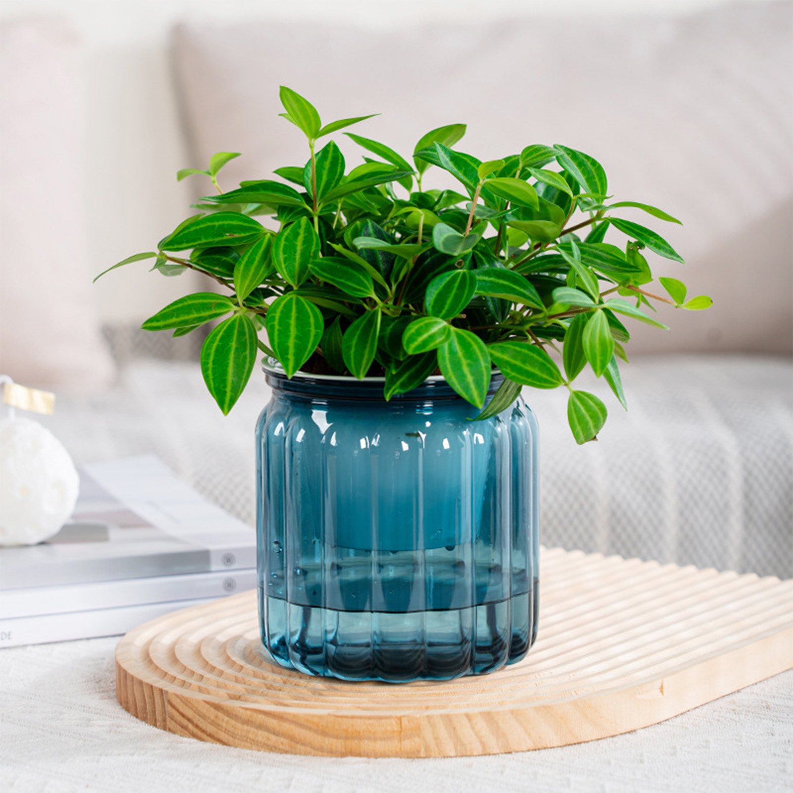 Elegant Self Watering Planter  - Snake Plant Ceramic review and price