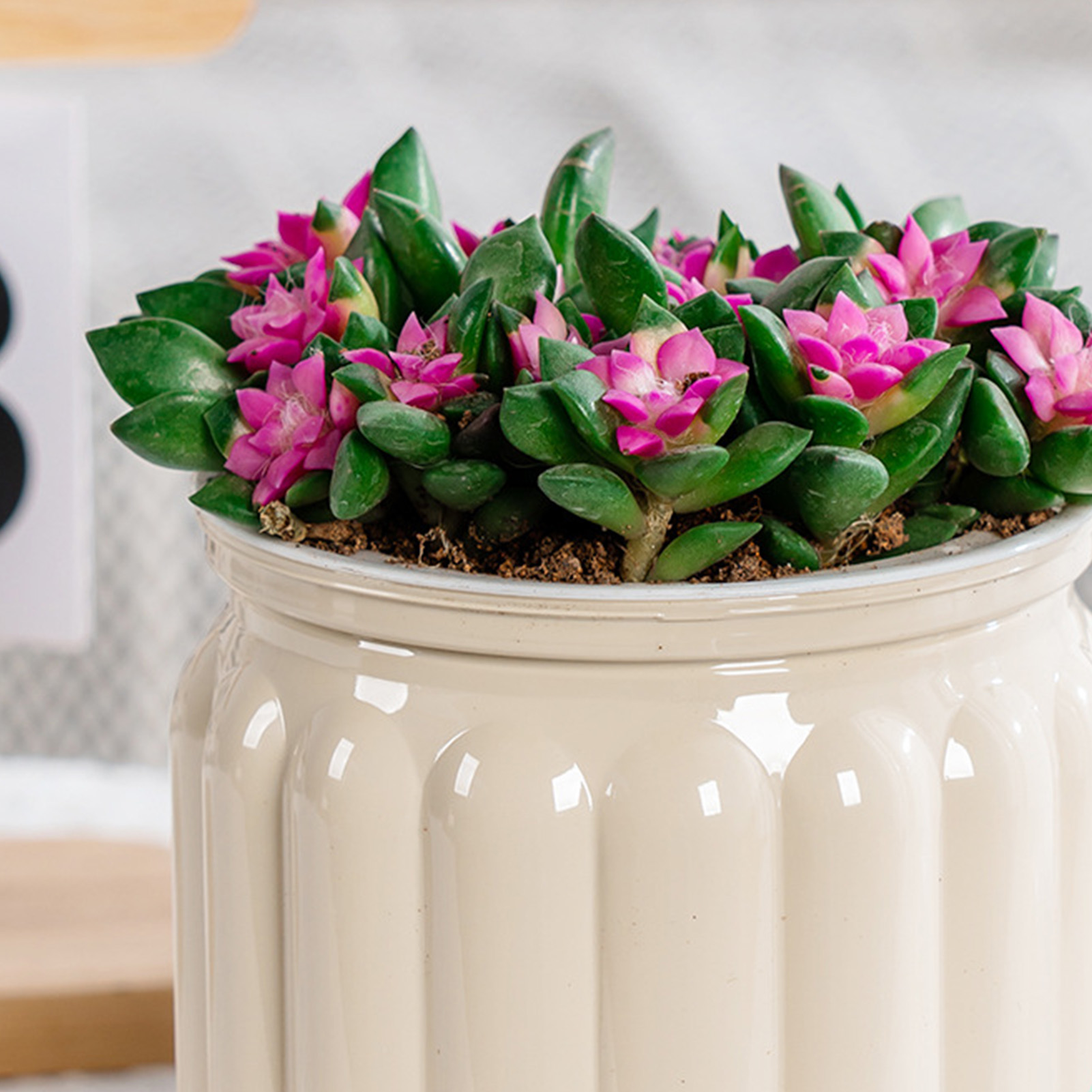 Elegant Self Watering Planter  - Snake Plant Ceramic review and price